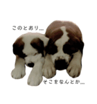 笑犬笑猫（個別スタンプ：6）