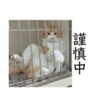 笑犬笑猫（個別スタンプ：7）