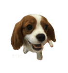 笑犬笑猫（個別スタンプ：8）