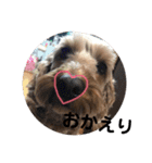 コッカプーのチョコ（個別スタンプ：8）