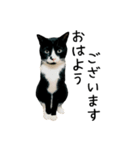 すみパン家の猫たち（個別スタンプ：1）