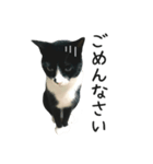 すみパン家の猫たち（個別スタンプ：2）