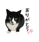 すみパン家の猫たち（個別スタンプ：3）