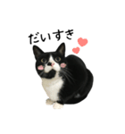 すみパン家の猫たち（個別スタンプ：4）