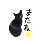 すみパン家の猫たち（個別スタンプ：5）