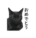 すみパン家の猫たち（個別スタンプ：6）