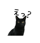 すみパン家の猫たち（個別スタンプ：8）
