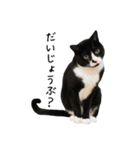 すみパン家の猫たち（個別スタンプ：9）
