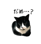 すみパン家の猫たち（個別スタンプ：10）
