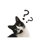すみパン家の猫たち（個別スタンプ：11）