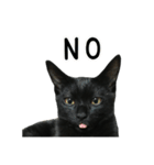 すみパン家の猫たち（個別スタンプ：13）