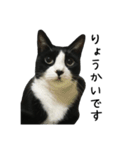 すみパン家の猫たち（個別スタンプ：14）