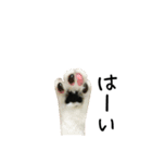 すみパン家の猫たち（個別スタンプ：15）