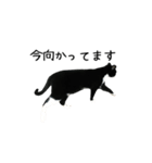 すみパン家の猫たち（個別スタンプ：17）