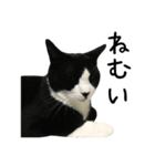すみパン家の猫たち（個別スタンプ：20）