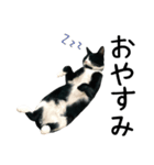 すみパン家の猫たち（個別スタンプ：22）