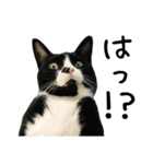 すみパン家の猫たち（個別スタンプ：23）