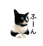 すみパン家の猫たち（個別スタンプ：25）