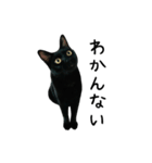 すみパン家の猫たち（個別スタンプ：27）