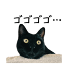 すみパン家の猫たち（個別スタンプ：29）