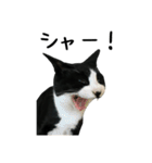 すみパン家の猫たち（個別スタンプ：31）