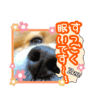 ペキックス ジャン君（個別スタンプ：3）