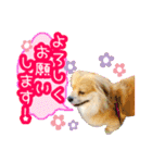 ペキックス ジャン君（個別スタンプ：4）