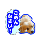 ペキックス ジャン君（個別スタンプ：5）