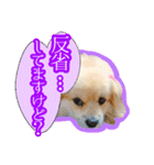 ペキックス ジャン君（個別スタンプ：6）