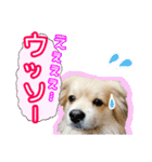 ペキックス ジャン君（個別スタンプ：8）