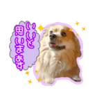 ペキックス ジャン君（個別スタンプ：11）