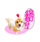 ペキックス ジャン君（個別スタンプ：13）