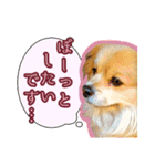 ペキックス ジャン君（個別スタンプ：16）