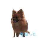 がんぴっぴ専用（個別スタンプ：5）