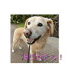 横顔なピース先輩（個別スタンプ：5）