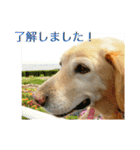 横顔なピース先輩（個別スタンプ：10）