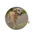 横顔なピース先輩（個別スタンプ：11）