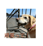 横顔なピース先輩（個別スタンプ：21）