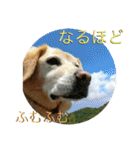 横顔なピース先輩（個別スタンプ：25）
