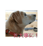 横顔なピース先輩（個別スタンプ：30）