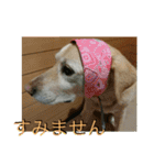 横顔なピース先輩（個別スタンプ：31）