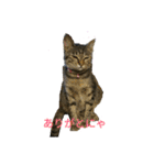 姉弟ねこさんサチユキ2（個別スタンプ：2）
