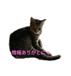姉弟ねこさんサチユキ2（個別スタンプ：3）