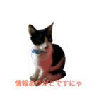 姉弟ねこさんサチユキ2（個別スタンプ：4）