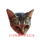 姉弟ねこさんサチユキ2（個別スタンプ：5）