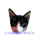 姉弟ねこさんサチユキ2（個別スタンプ：6）
