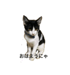 姉弟ねこさんサチユキ2（個別スタンプ：7）