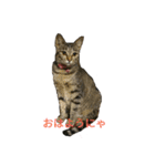 姉弟ねこさんサチユキ2（個別スタンプ：8）