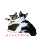 姉弟ねこさんサチユキ2（個別スタンプ：10）
