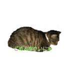 姉弟ねこさんサチユキ2（個別スタンプ：11）